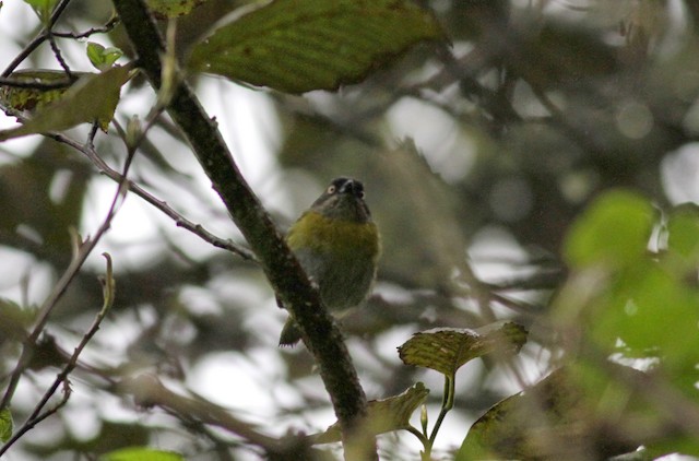 Common Chlorospingus (Northern Andes)