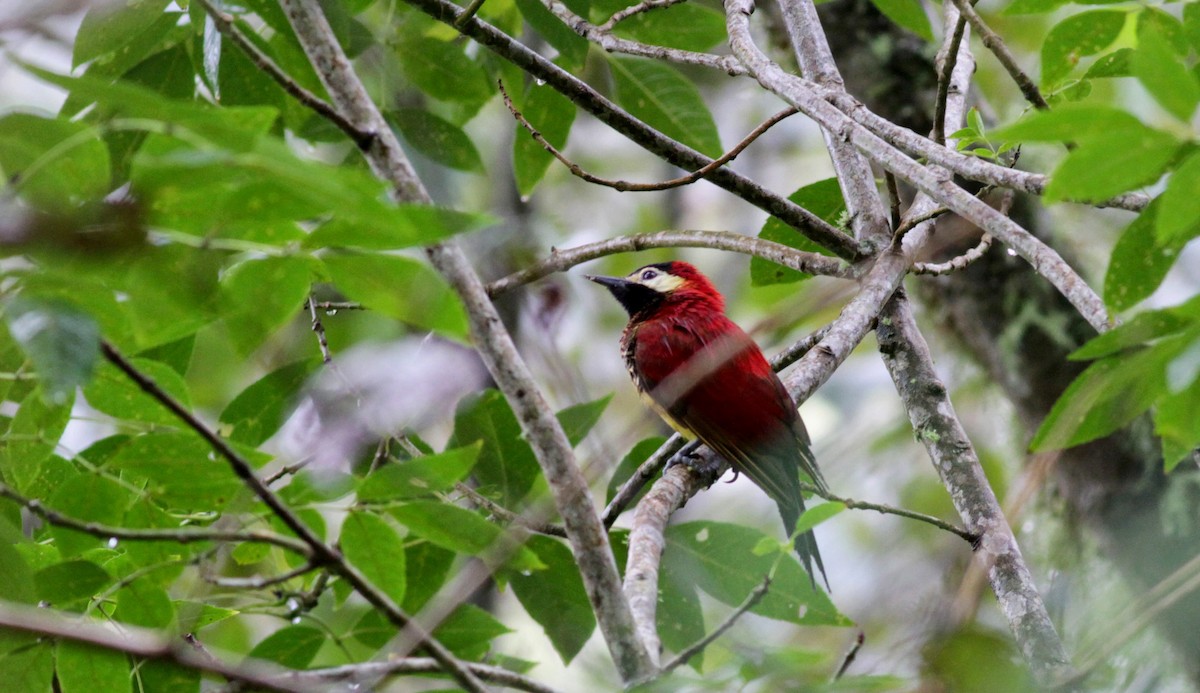 Crimson-mantled Woodpecker - ML22279571