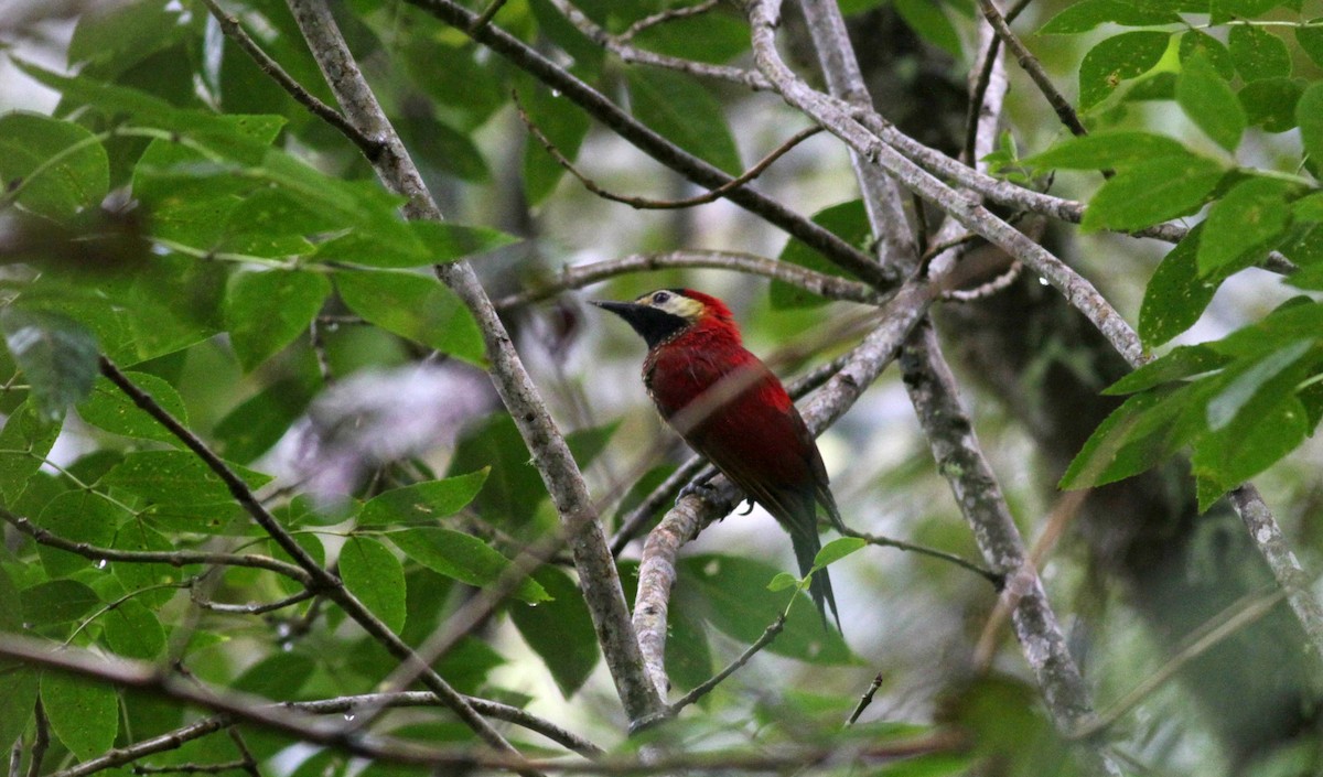Crimson-mantled Woodpecker - ML22279581