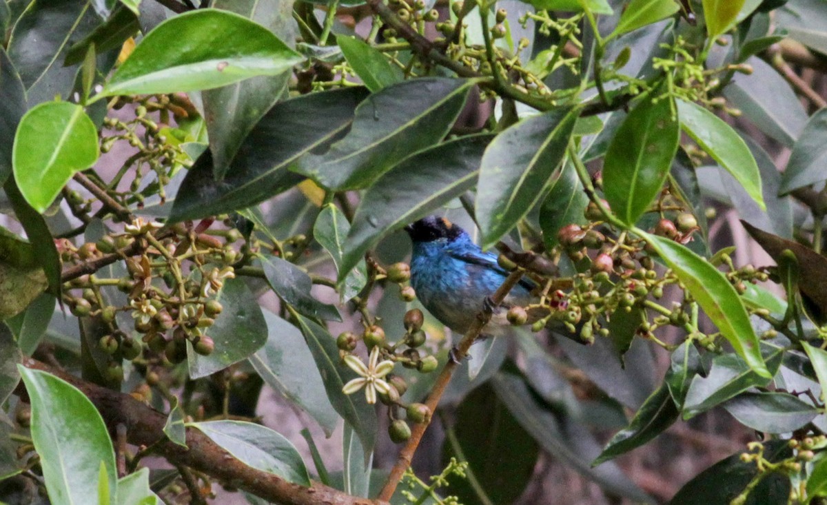 Golden-naped Tanager - ML22279731