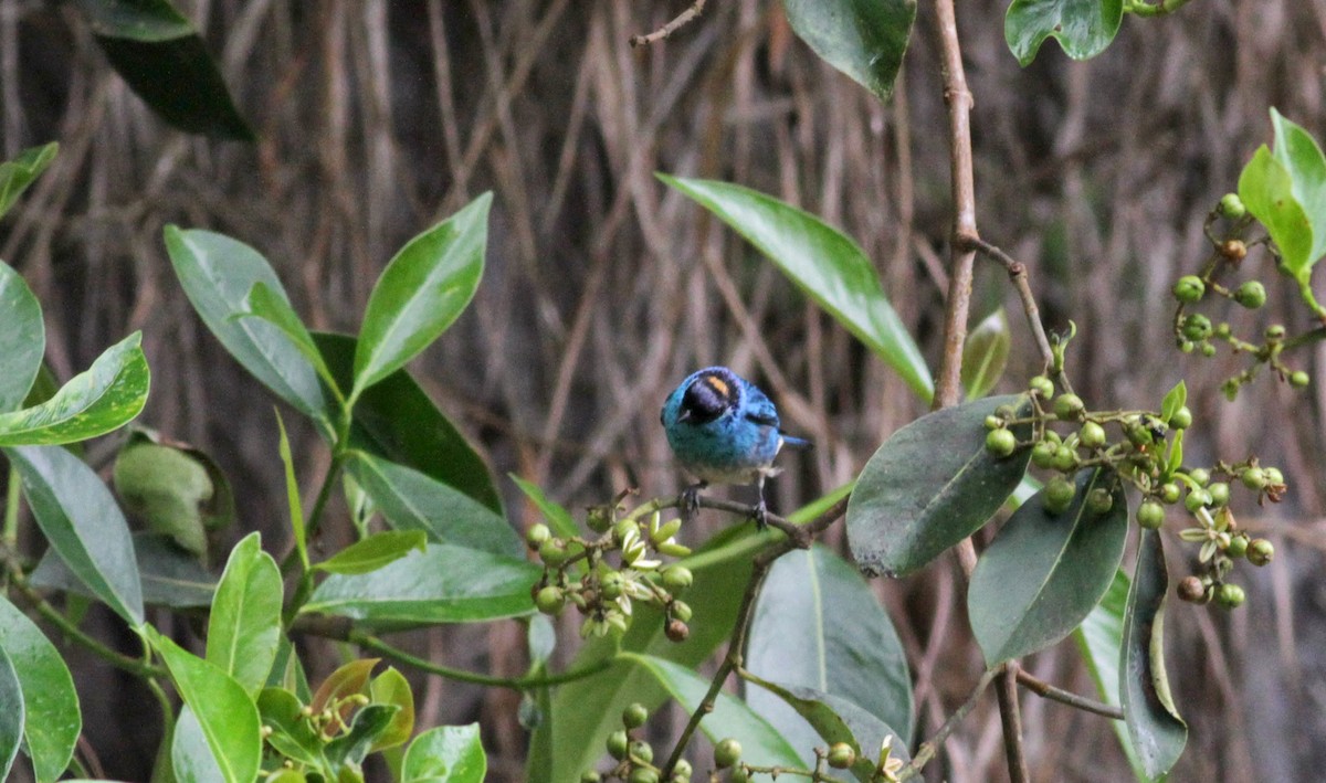Golden-naped Tanager - ML22279741