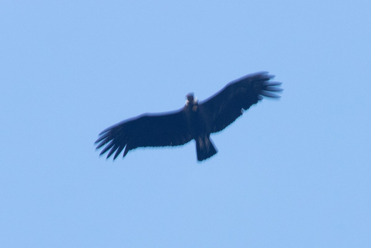 Condor des Andes - ML222798481