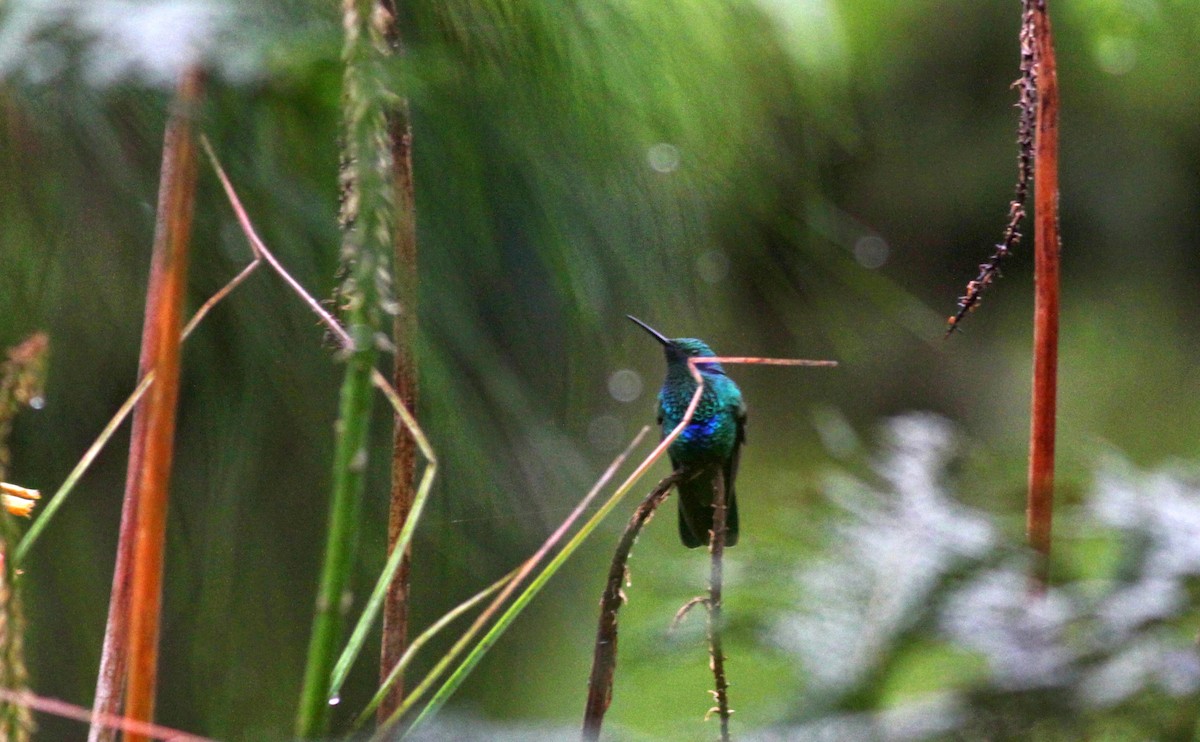 kolibřík modrolící - ML22279881