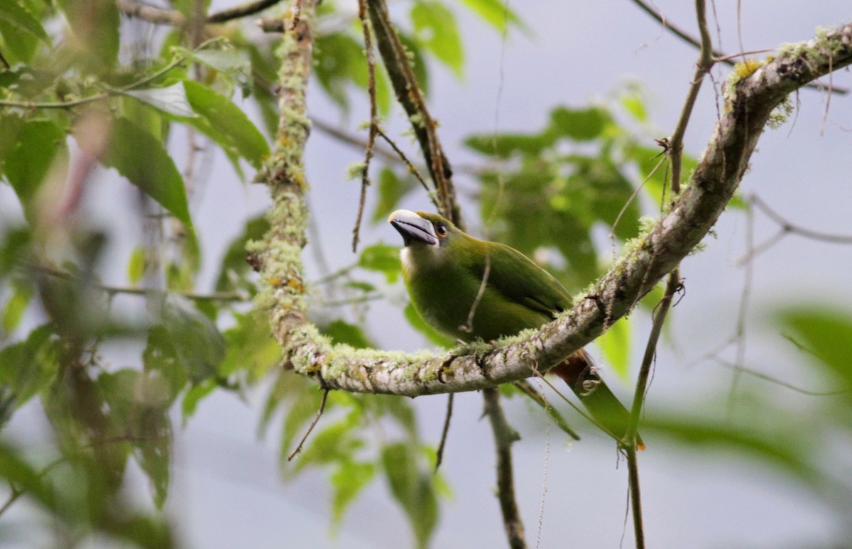 Southern Emerald-Toucanet (Gray-throated) - Jay McGowan
