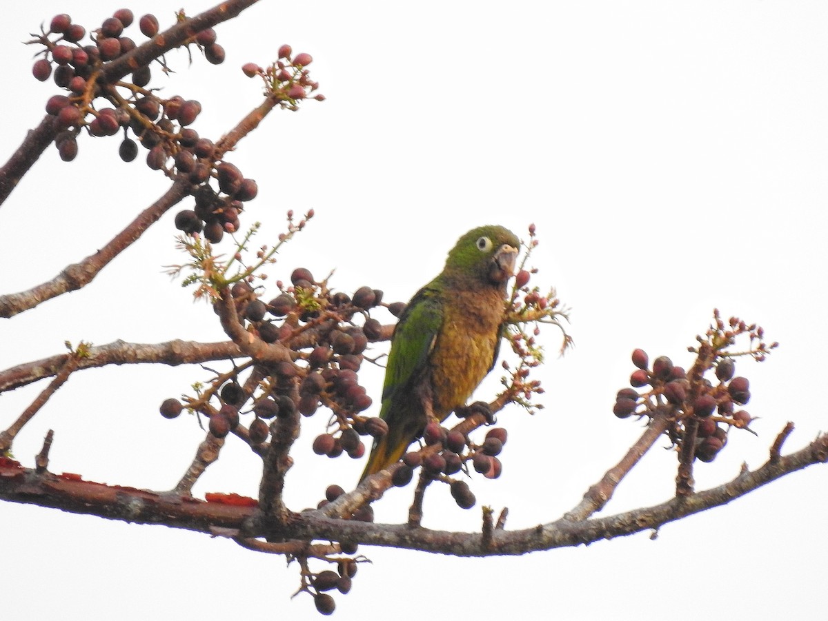 Olive-throated Parakeet - ML222799151