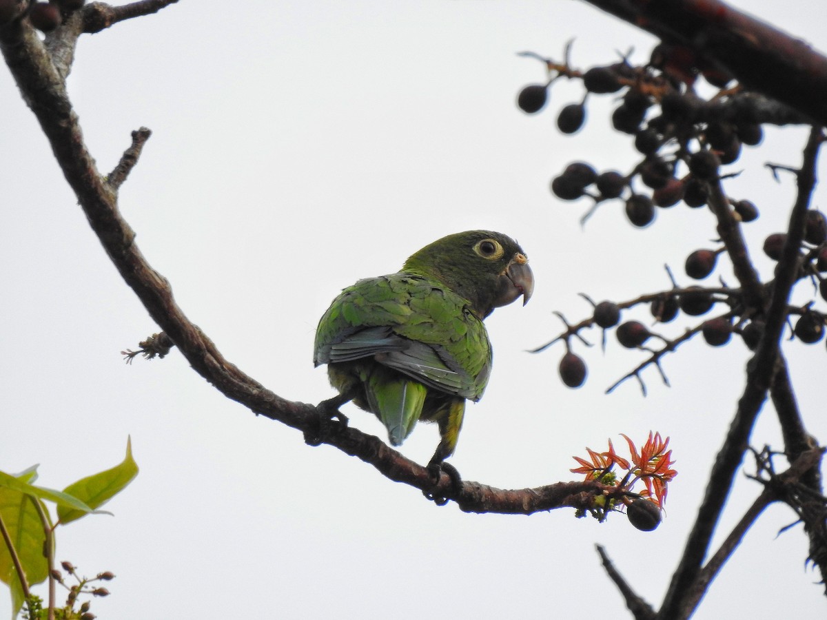 Olive-throated Parakeet - Anonymous