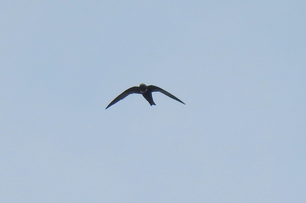 White-collared Swift - Anonymous