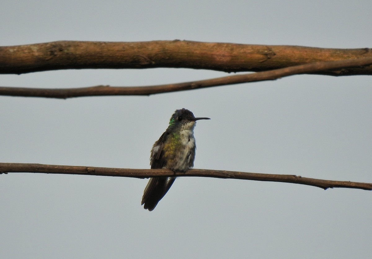 Azure-crowned Hummingbird - ML222800951