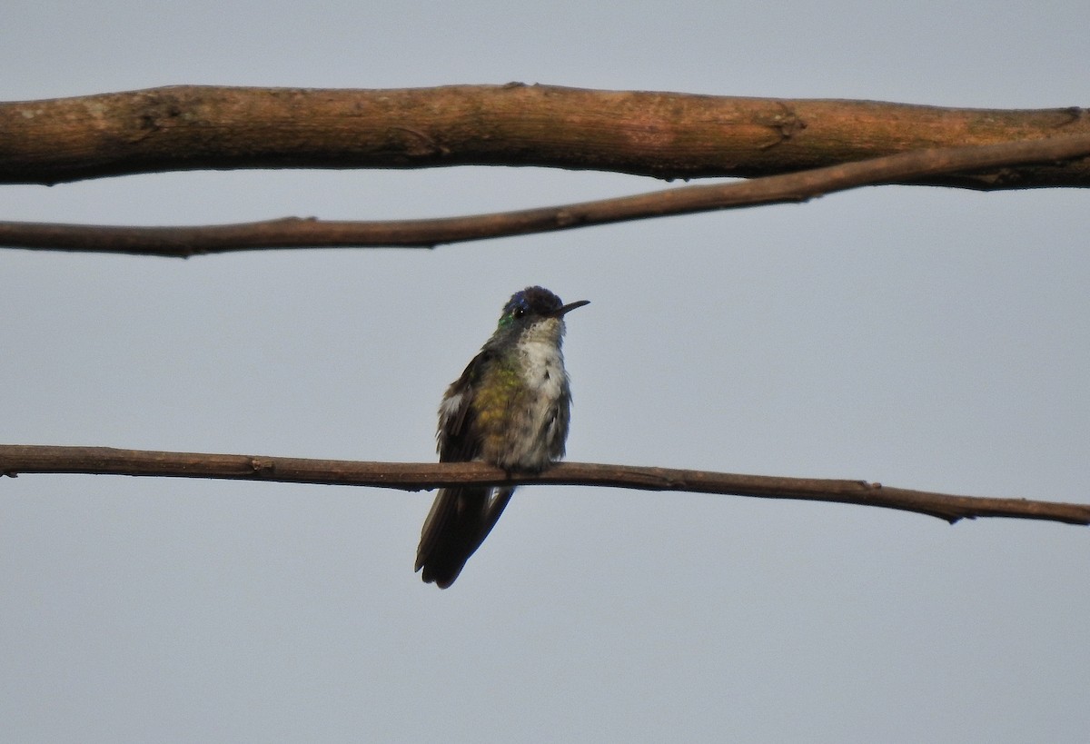 Azure-crowned Hummingbird - ML222800981
