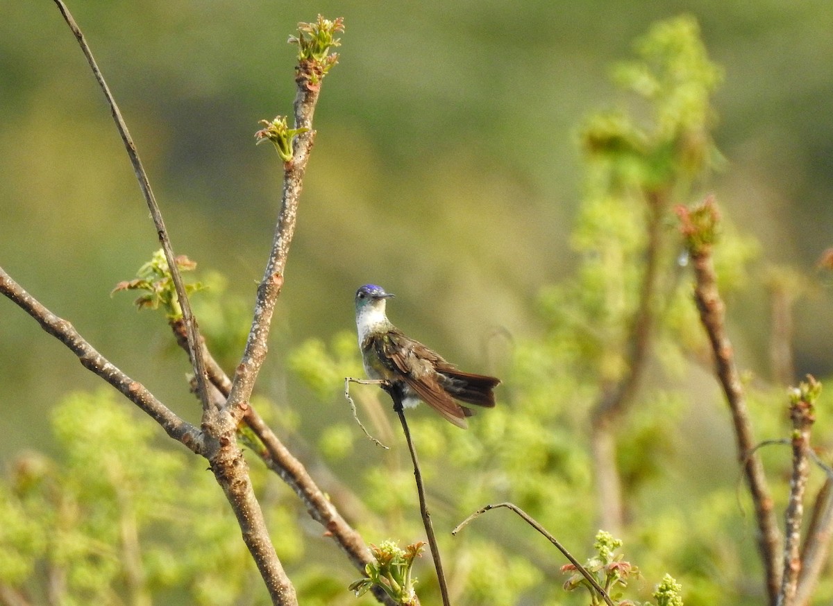 Azure-crowned Hummingbird - ML222801001