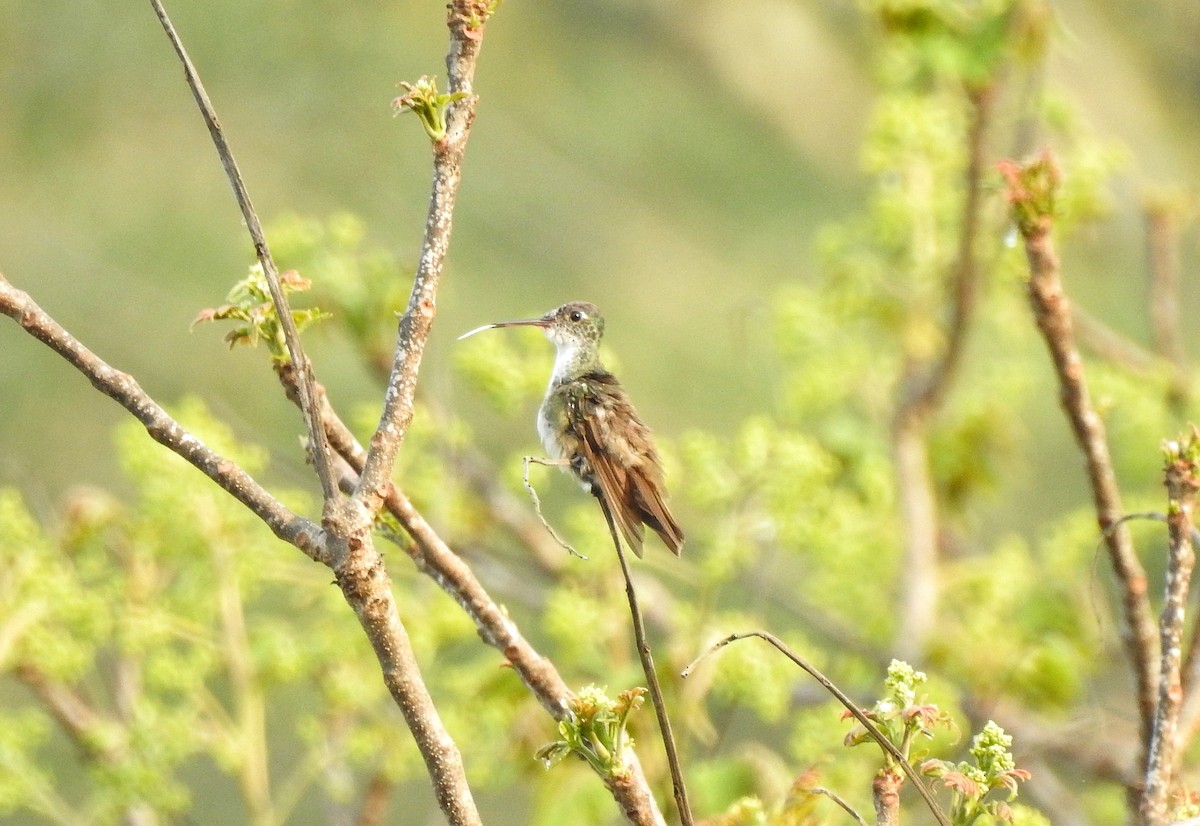Azure-crowned Hummingbird - ML222801081