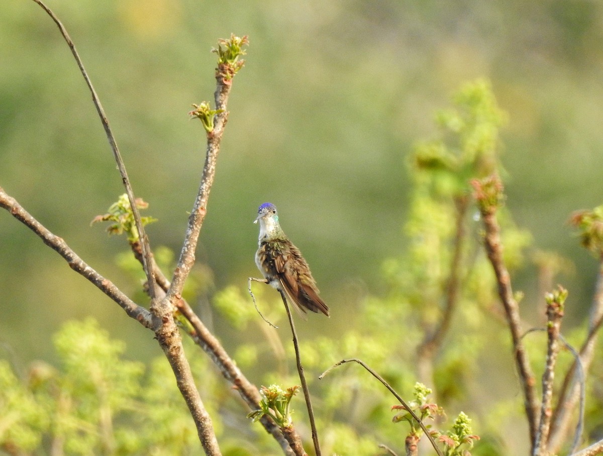 Azure-crowned Hummingbird - ML222801671
