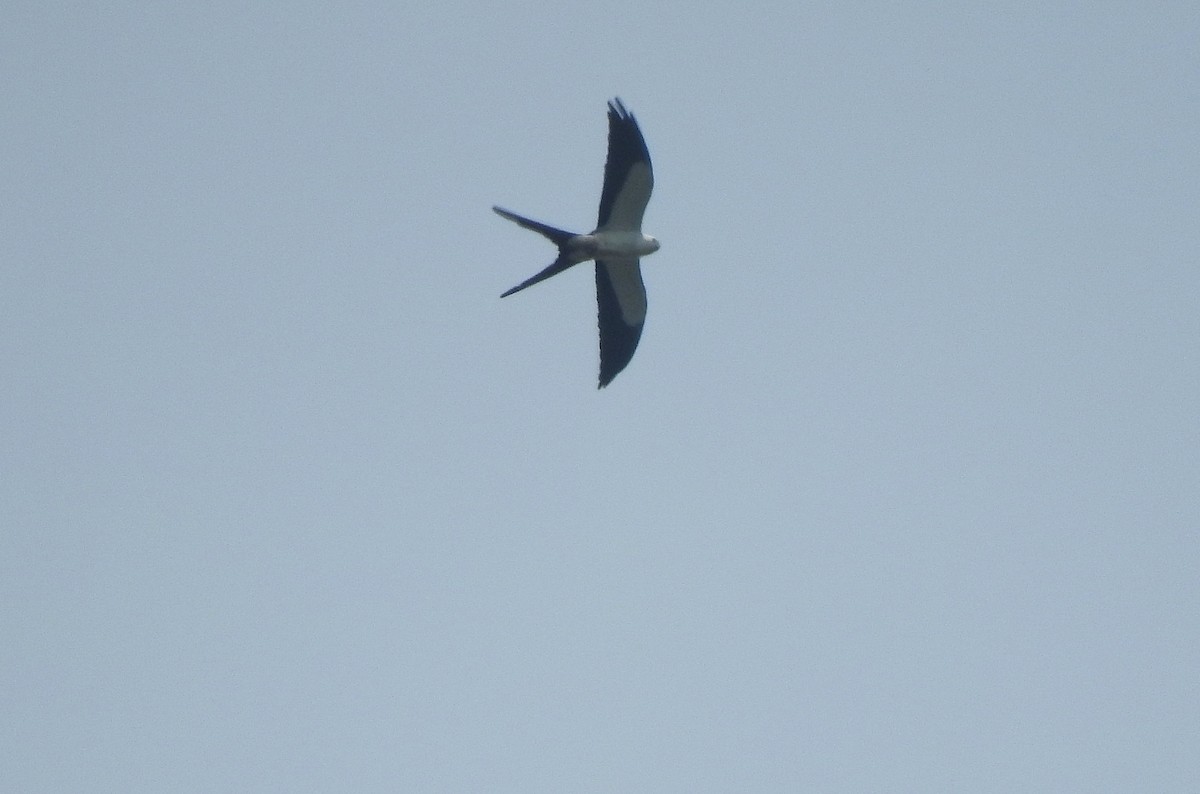 Swallow-tailed Kite - ML222802471