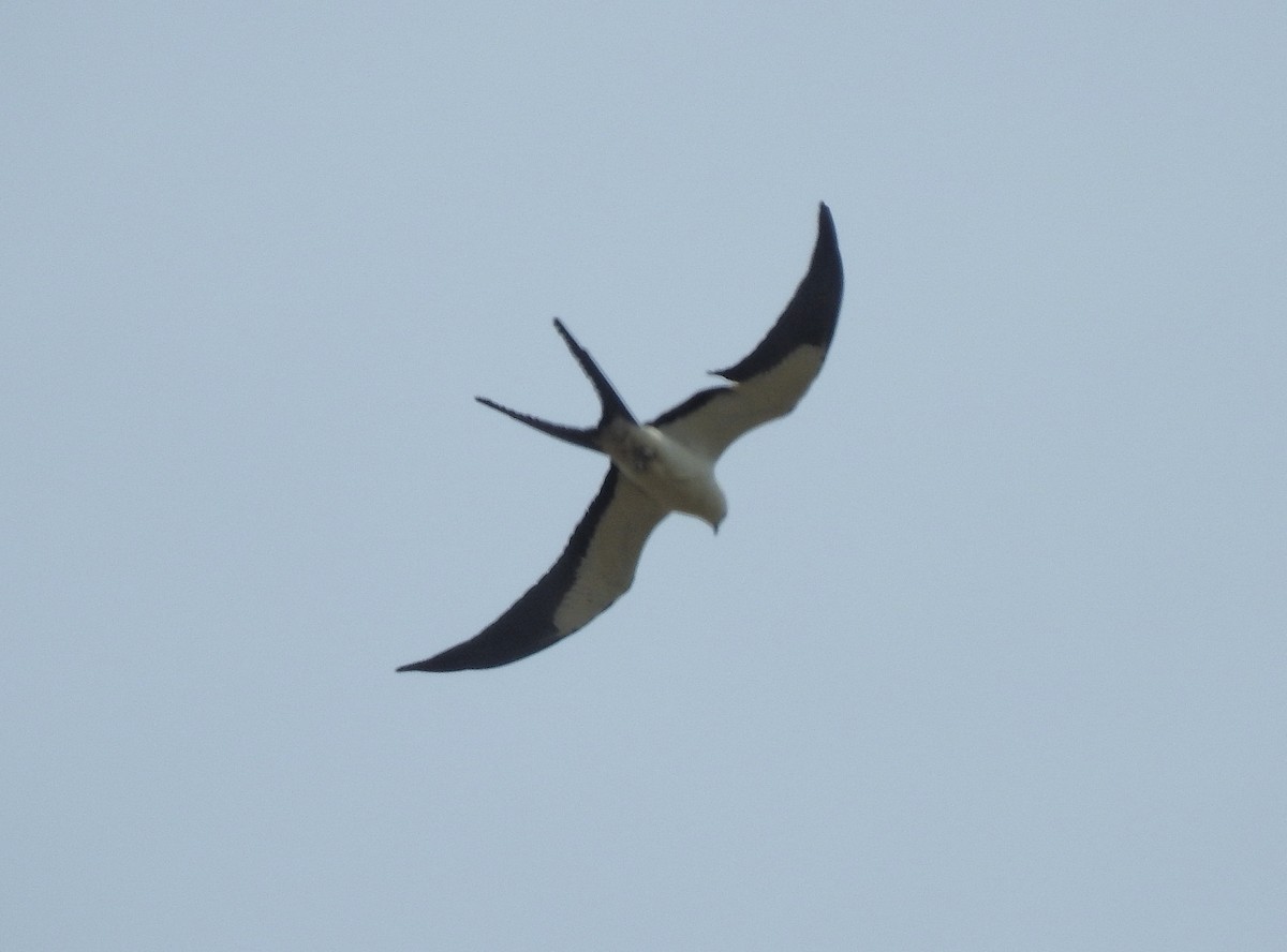 Swallow-tailed Kite - ML222802491