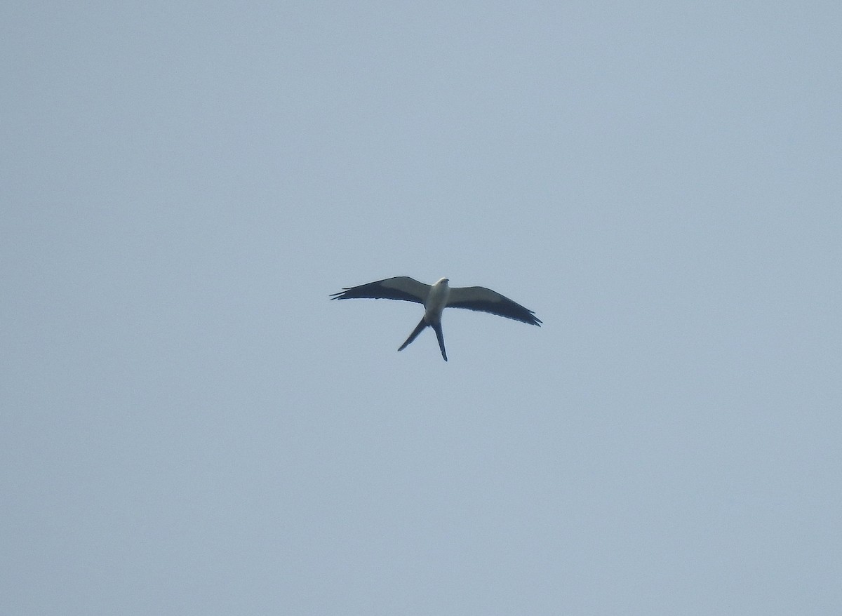 Swallow-tailed Kite - ML222802531