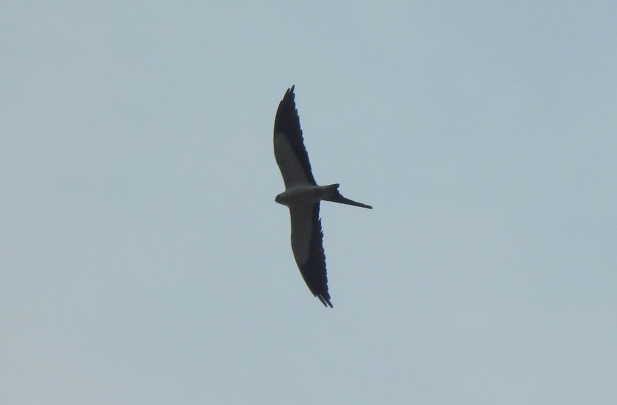 Swallow-tailed Kite - ML222802551