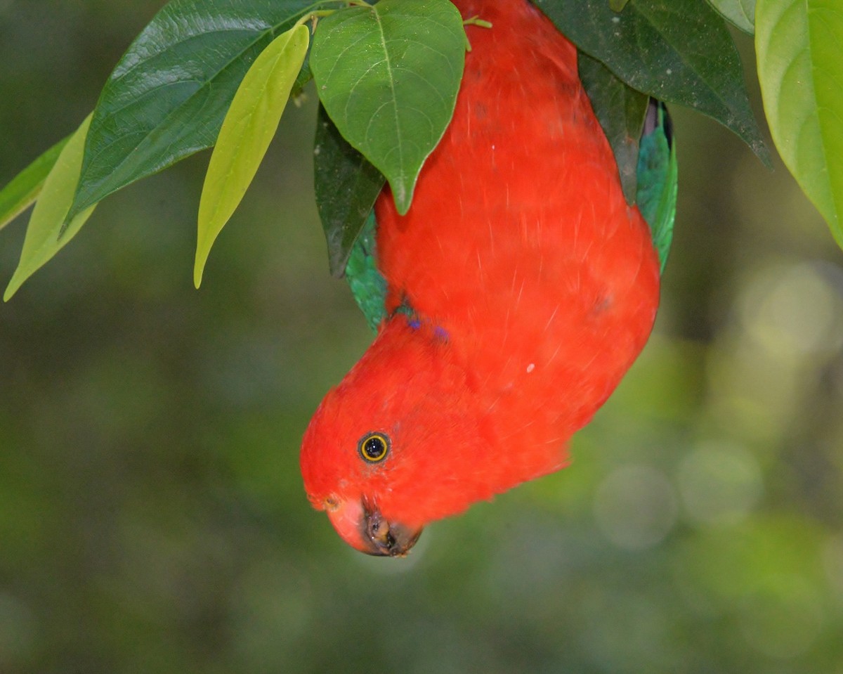 eBird Checklist 17 Mar 2020 Lamington National ParkBorder Track start (O