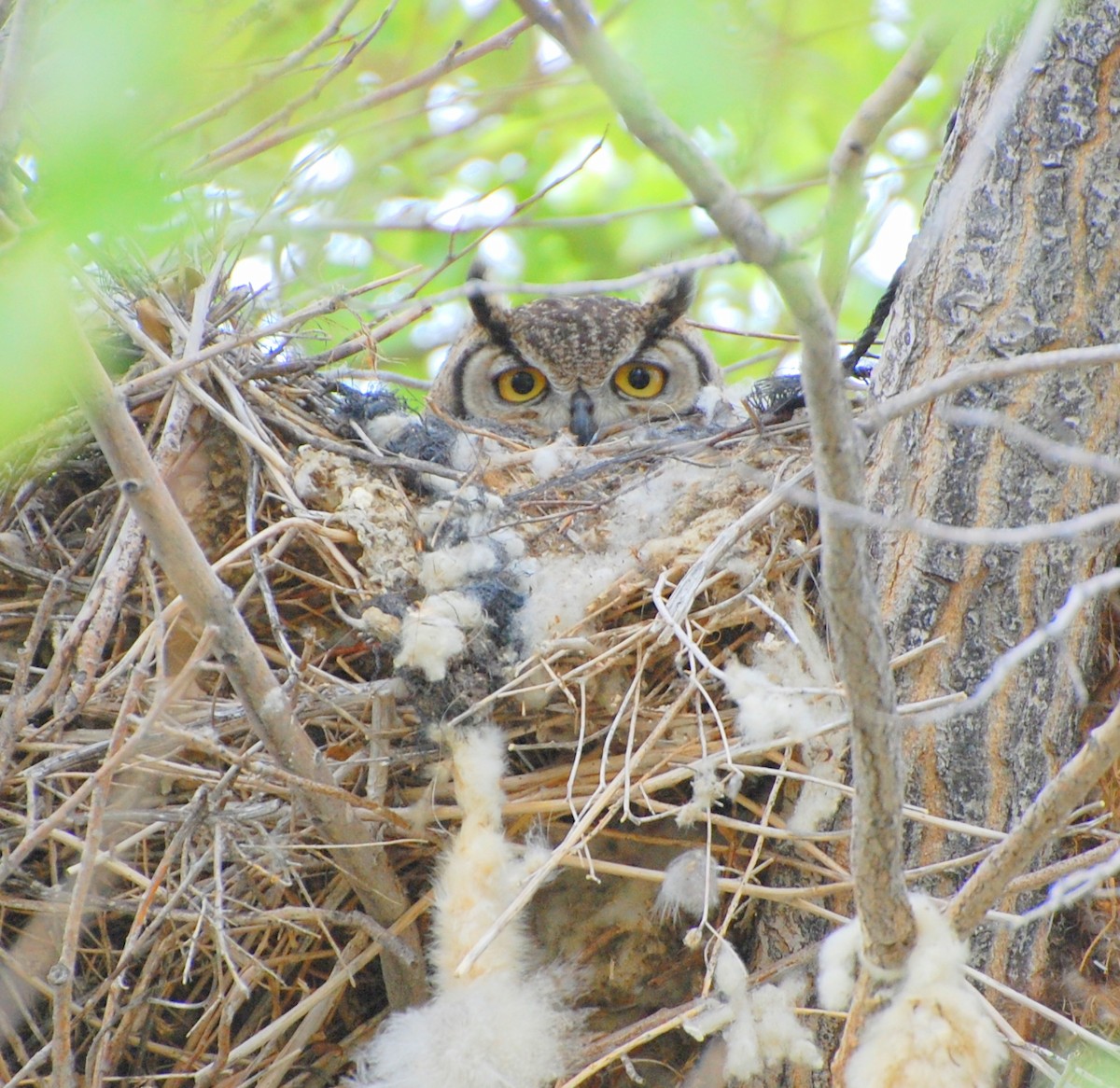 Lesser Horned Owl - ML222808821