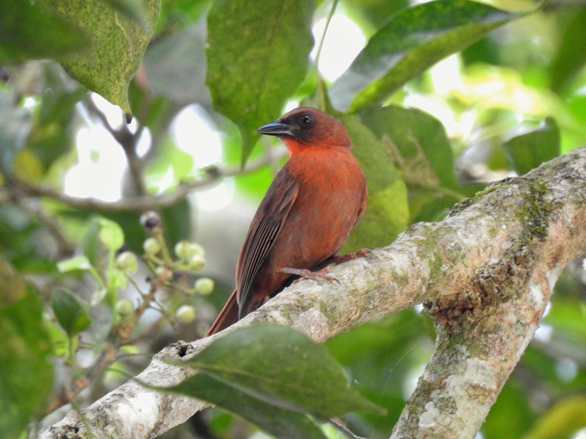 Red-throated Ant-Tanager - ML222810101