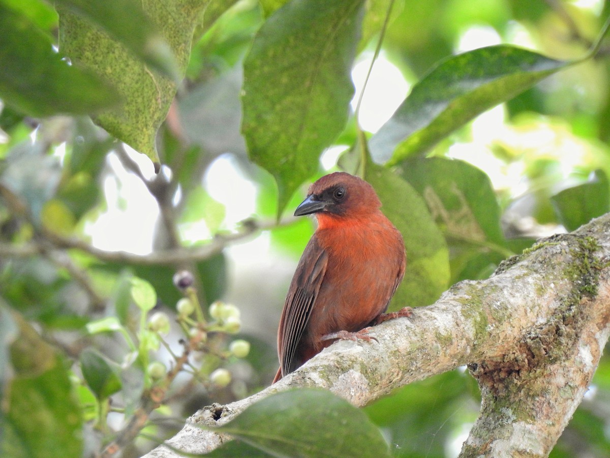 Red-throated Ant-Tanager - ML222810171