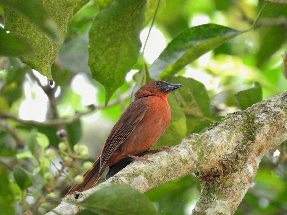 Red-throated Ant-Tanager - ML222810211