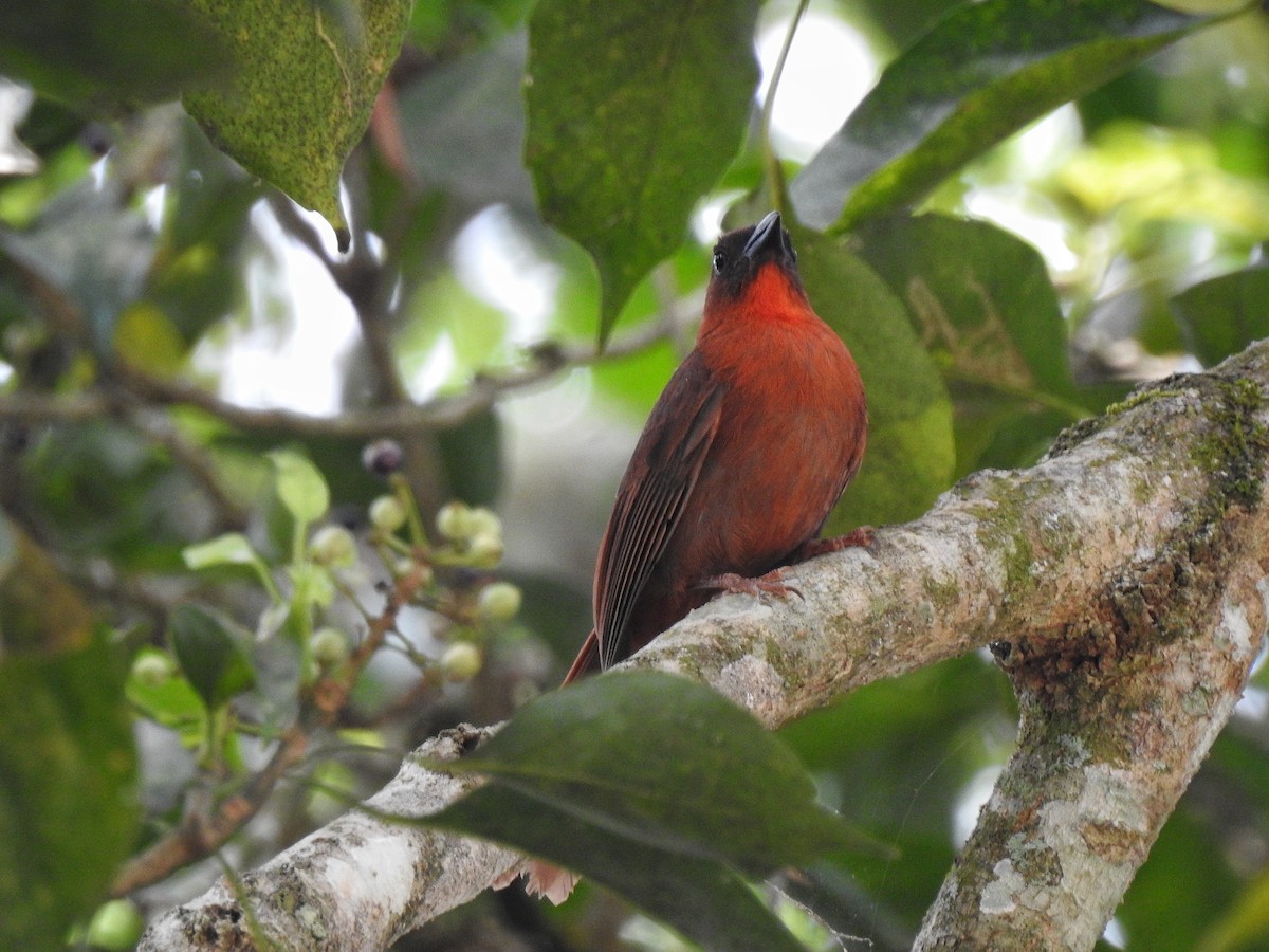 Red-throated Ant-Tanager - Anonymous