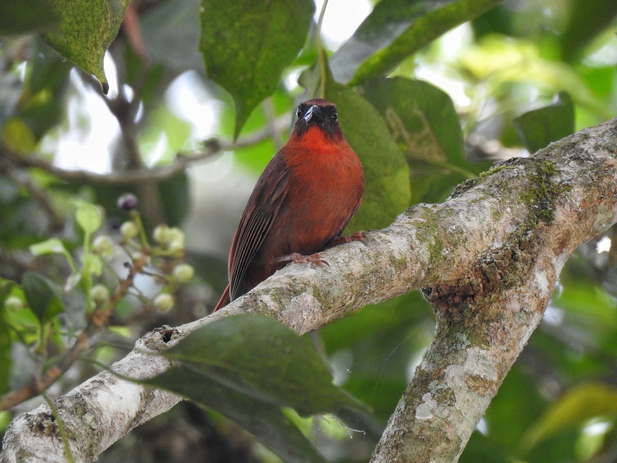 Red-throated Ant-Tanager - ML222810441