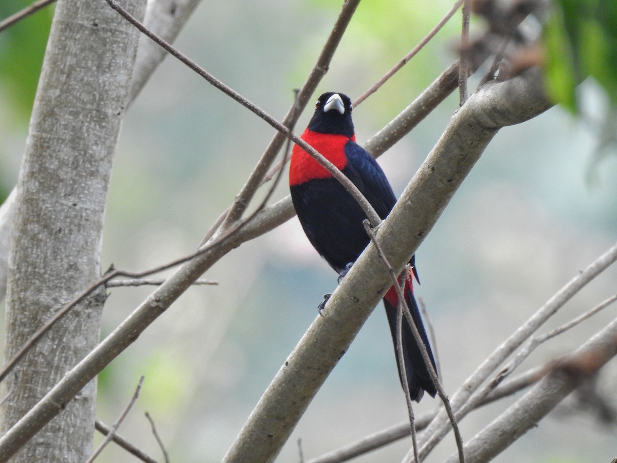 Crimson-collared Tanager - Anonymous