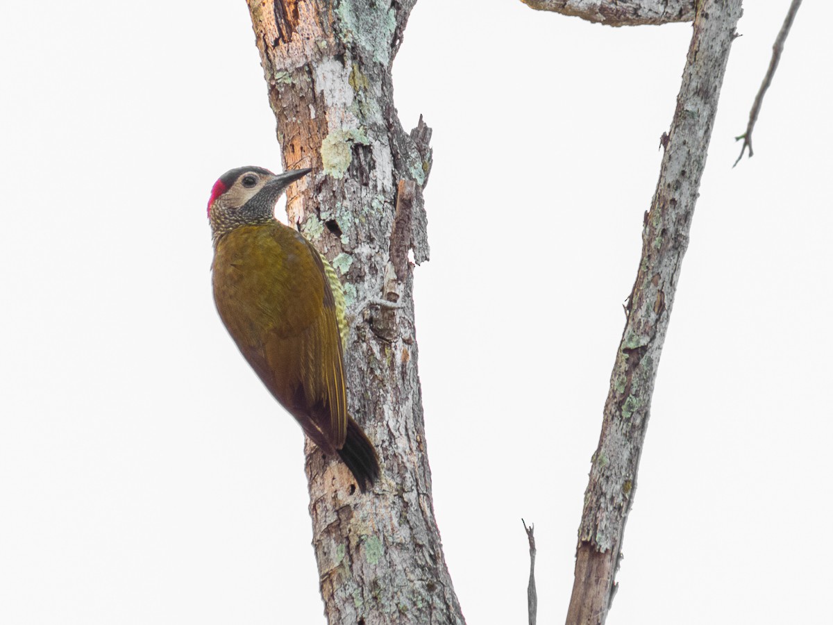 Golden-olive Woodpecker - Aquiles Brinco