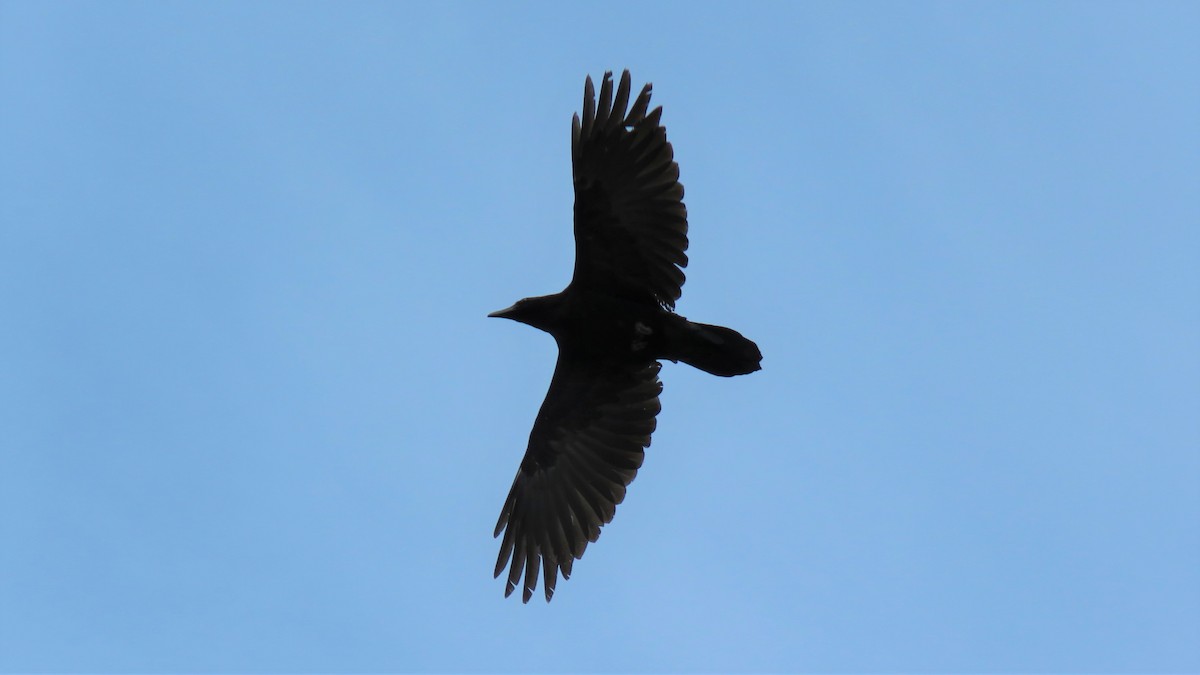 Common Raven - ML222812861