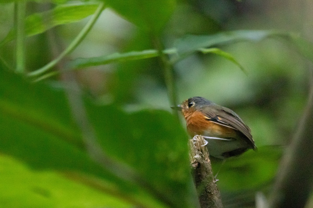 Sucre Antpitta - Jhonathan Miranda - Wandering Venezuela Birding Expeditions