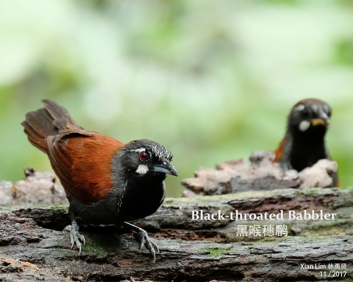 Black-throated Babbler - ML222815041