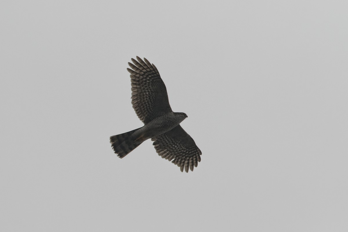 Eurasian Sparrowhawk - ML222816501