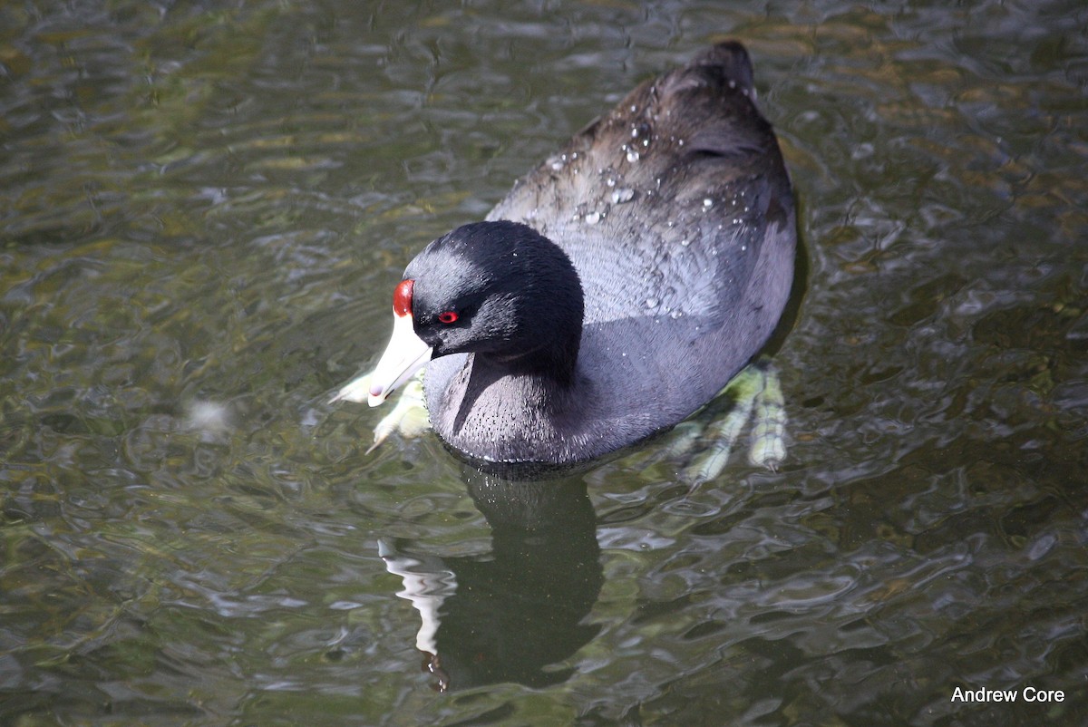 American Coot (Red-shielded) - ML22281731