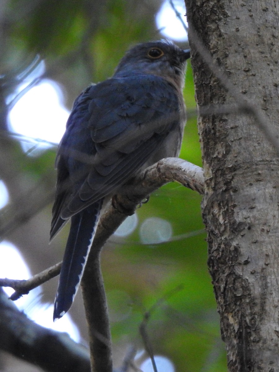 Fan-tailed Cuckoo - ML222818211