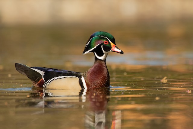 8+ Albino Wood Duck
