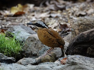 Eared Pitta - Hydrornis phayrei - Birds of the World