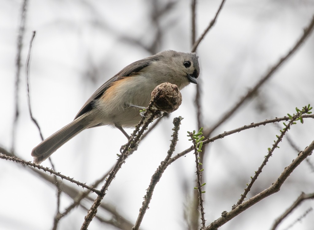 Tufted Titmouse - Lindy Fung