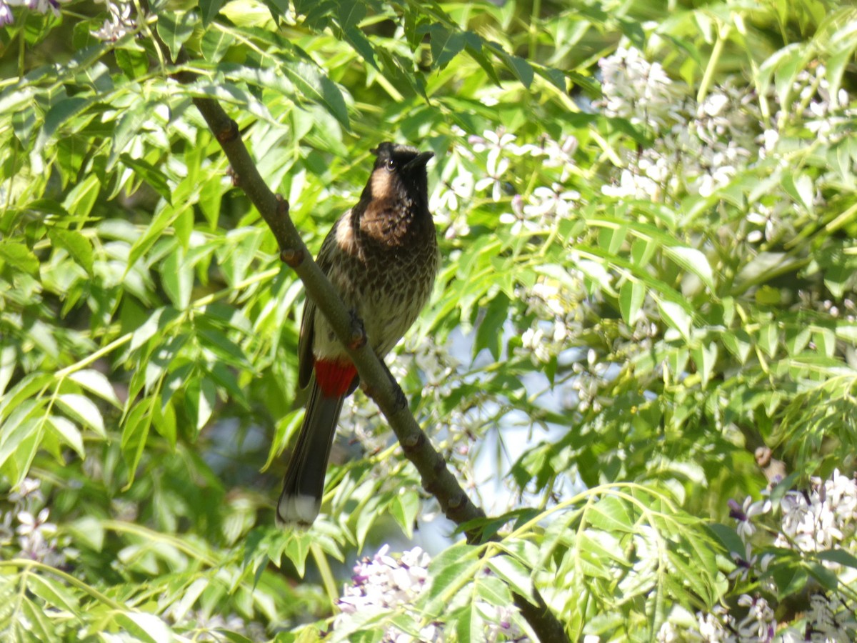Red-vented Bulbul - ML222825751