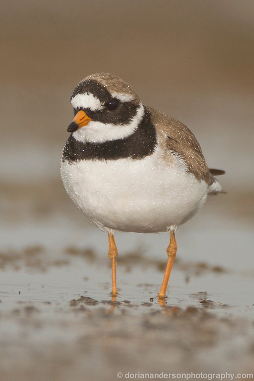 Common Ringed Plover - ML22282731
