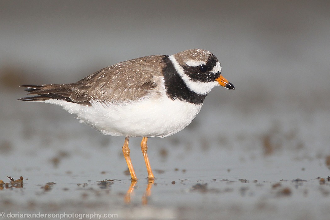 Common Ringed Plover - ML22282741