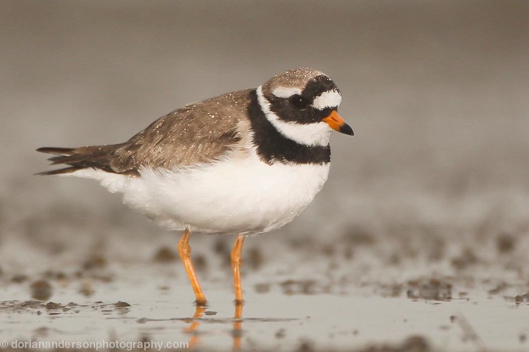 Common Ringed Plover - ML22282751