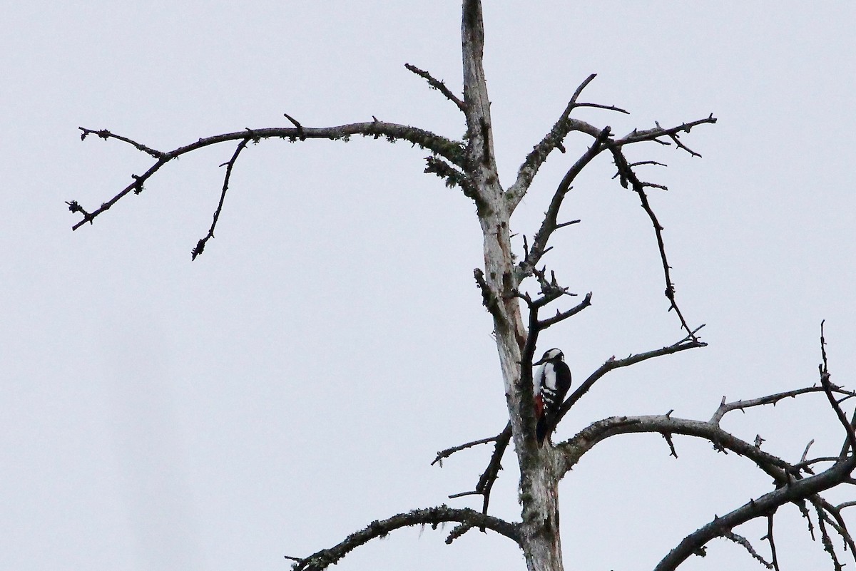 Great Spotted Woodpecker - ML222834081