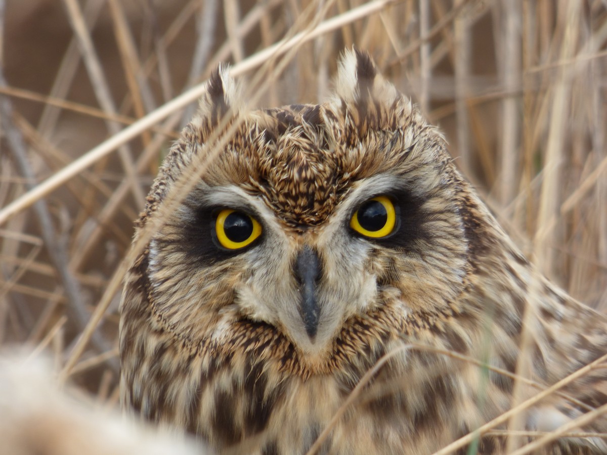 Short-eared Owl - Alfonso Rodrigo