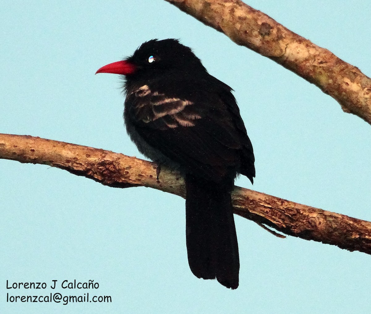 Black Nunbird - Lorenzo Calcaño