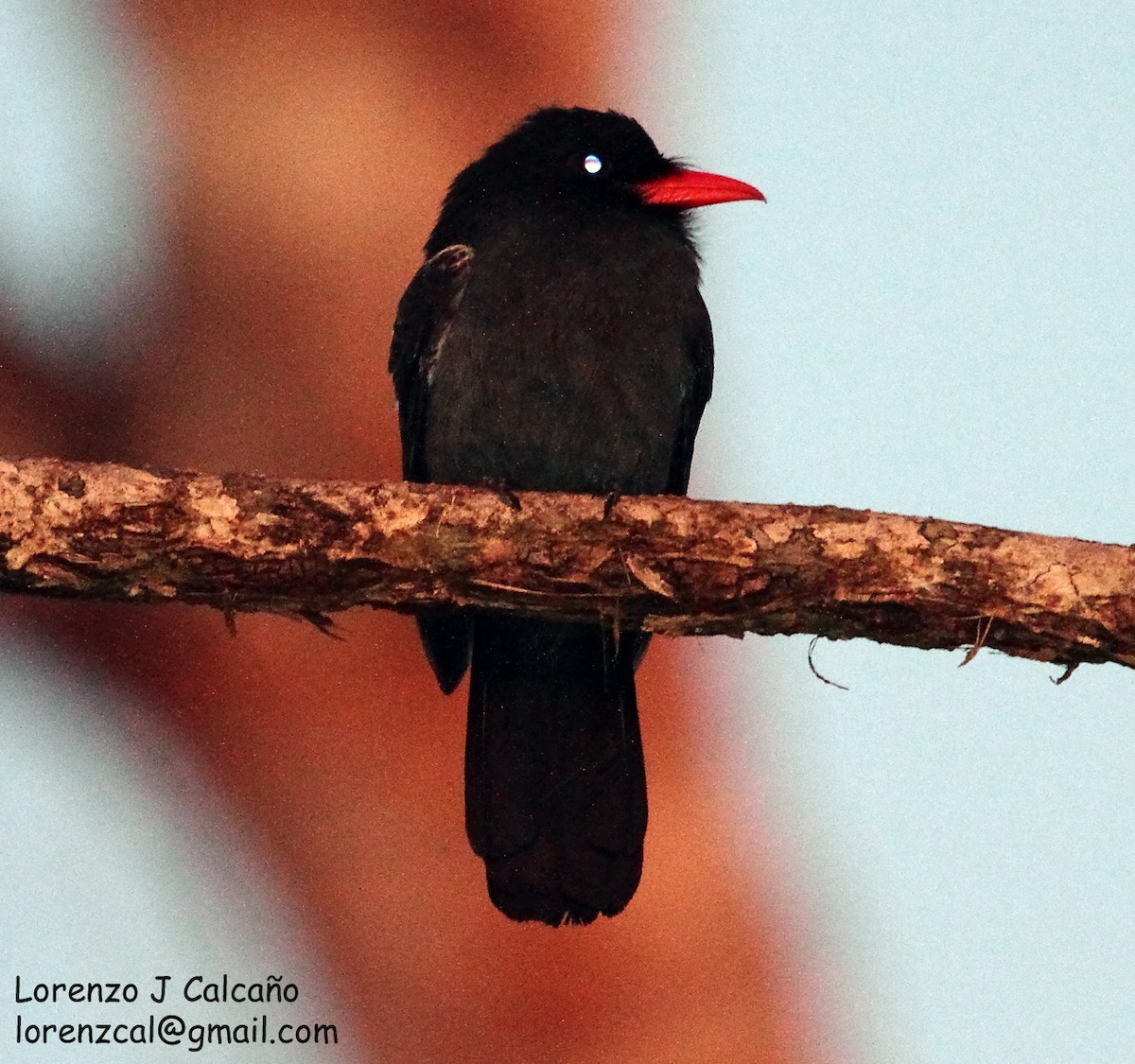 Black Nunbird - Lorenzo Calcaño