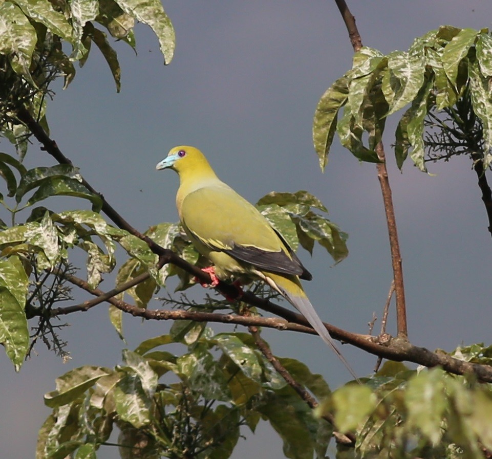 Pin-tailed Green-Pigeon - Chandrika Khirani