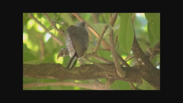 White-barred Piculet - ML222842381