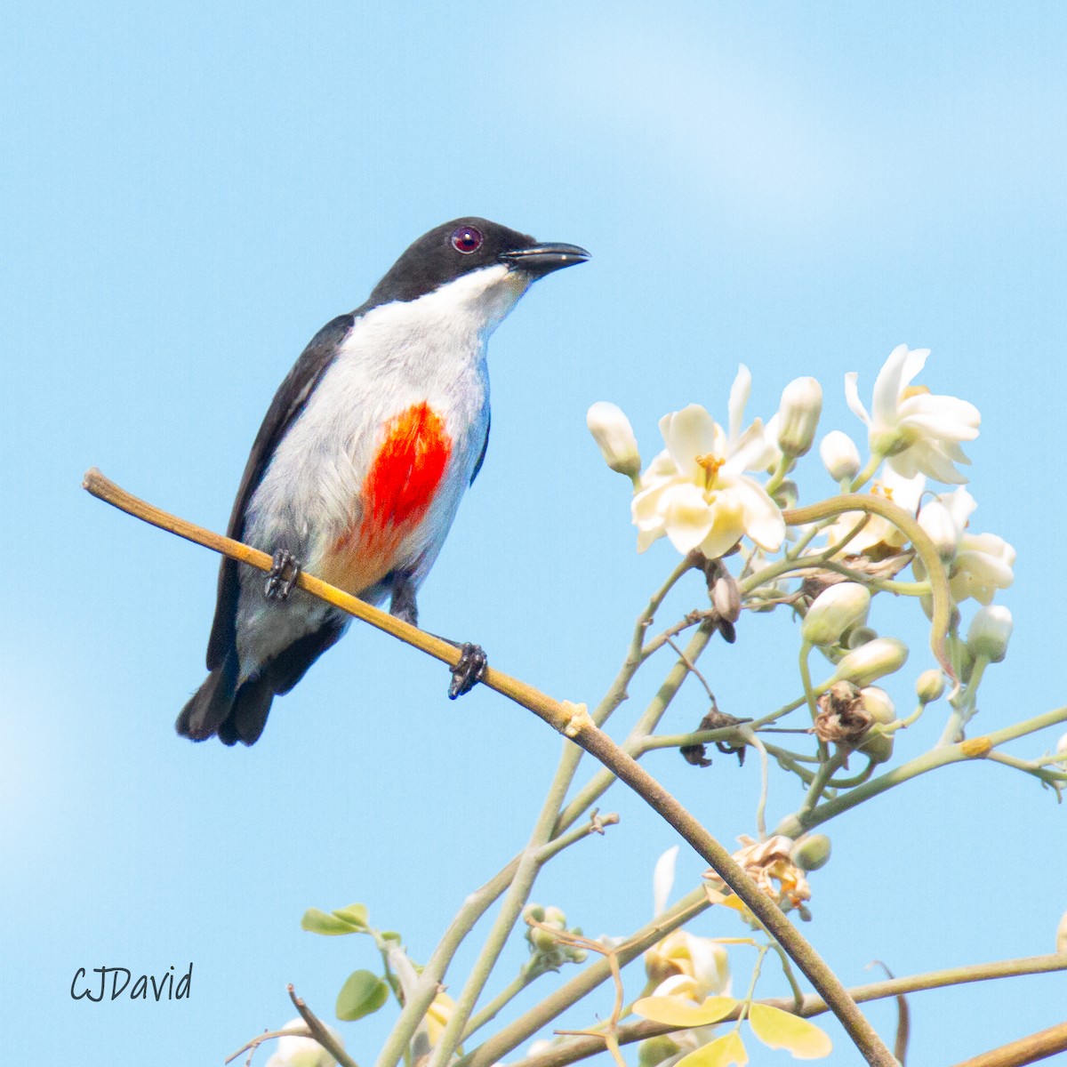 Red-keeled Flowerpecker - ML222847581