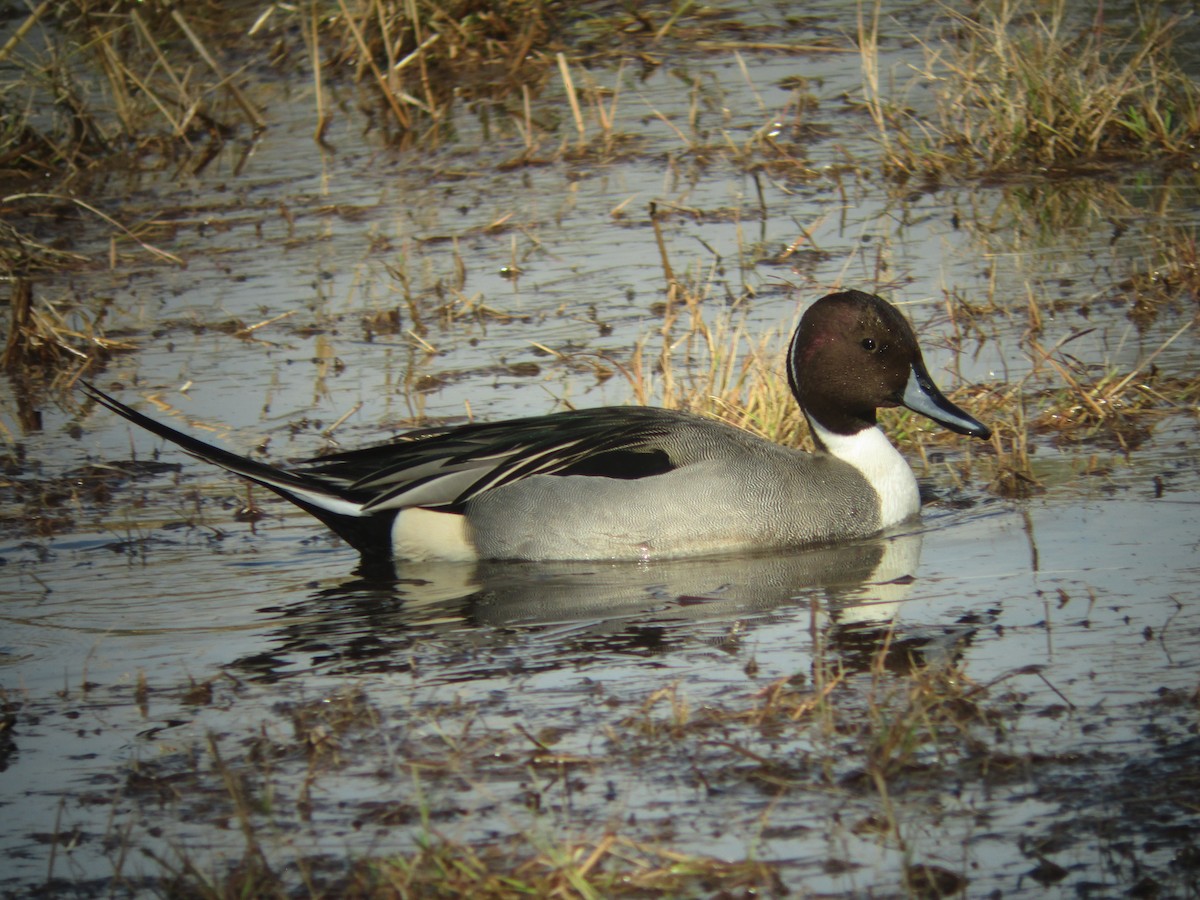 Northern Pintail - Colin Dillingham